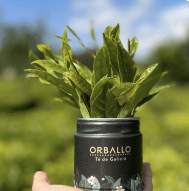 Caja Master Te Verde ECO de Galicia Lata x 8